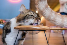 画像をギャラリービューアに読み込む, 【犬猫用】ペット用食器 MYZOO-OUTERSPACE