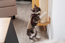 画像をギャラリービューアに読み込む, 【猫用】爪とぎ MYZOO-CYLINDER